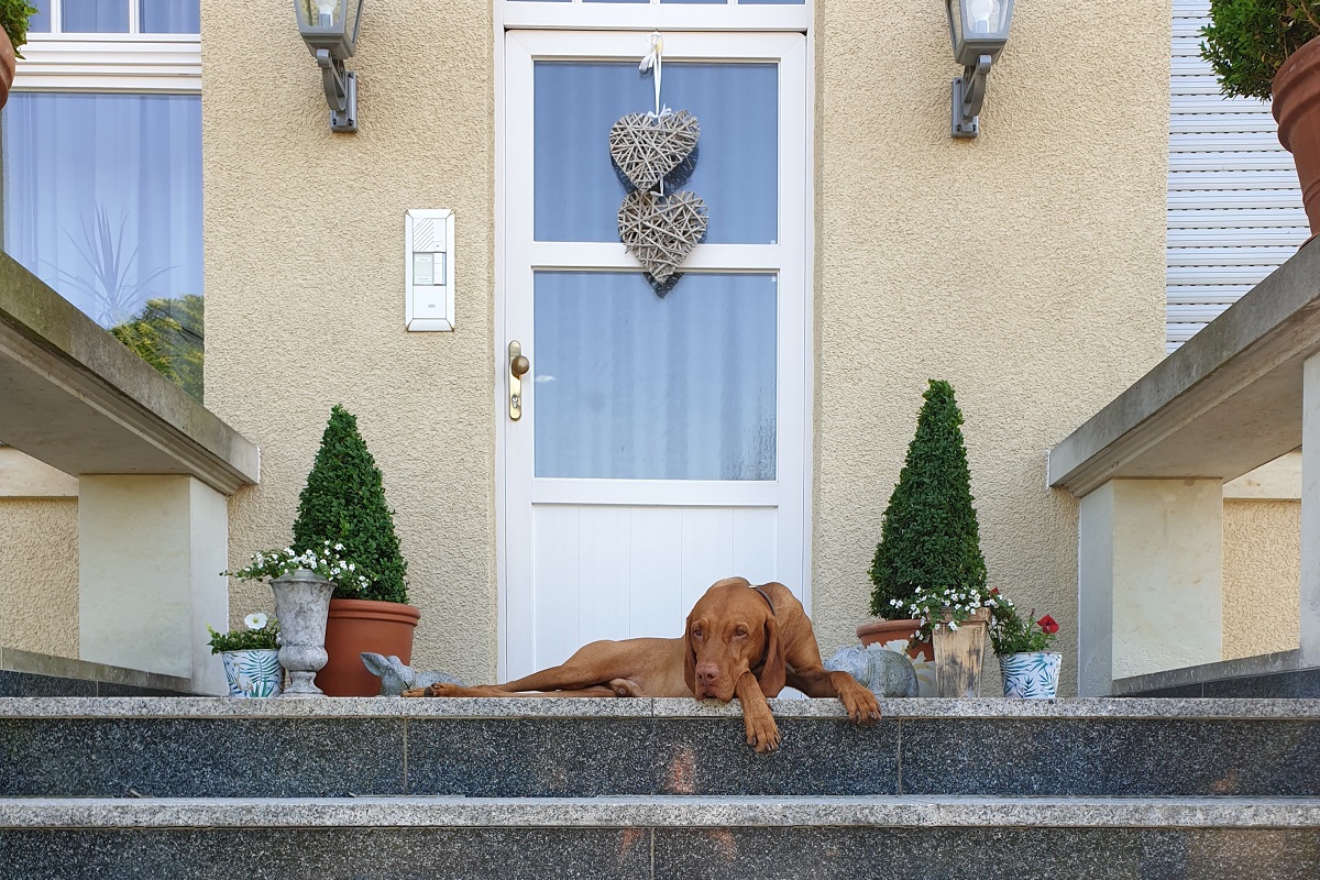 hotel-bei-schumann-hunde-nacho Hotel BEI SCHUMANN Hunde