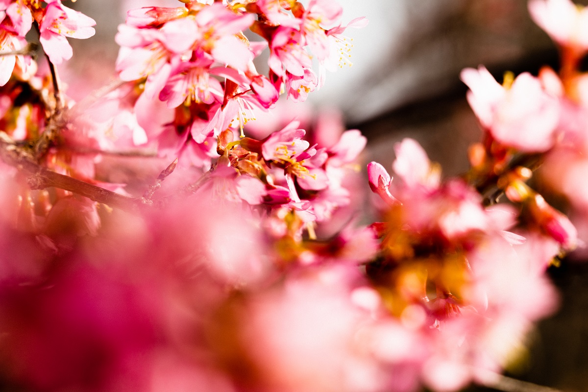 BEI SCHUMANN Fruehling