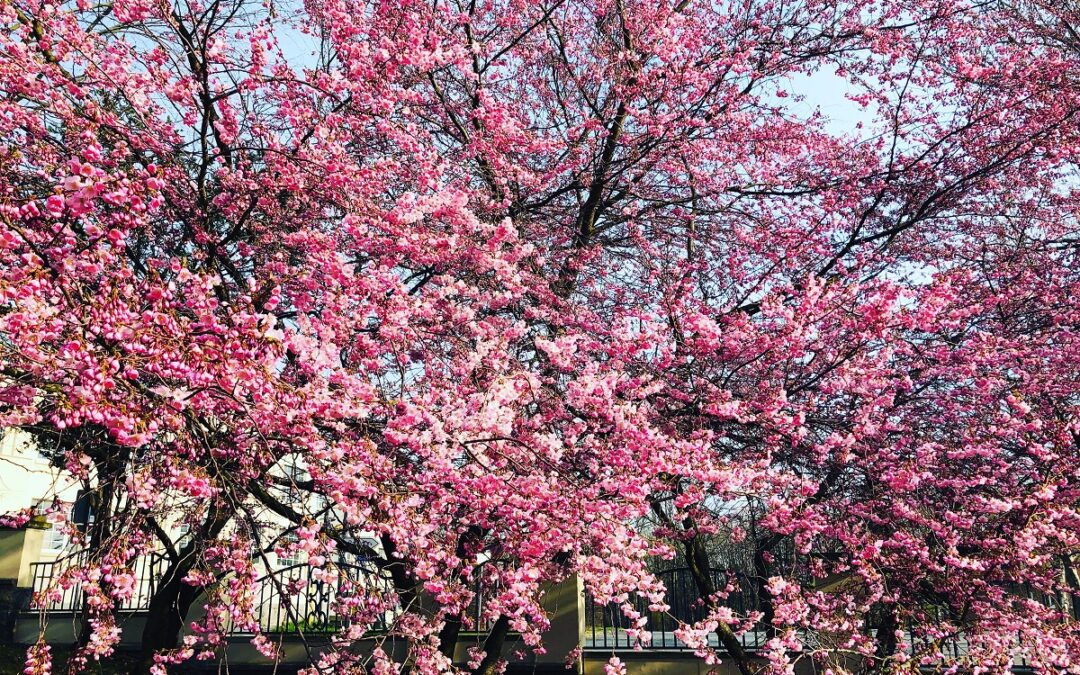 Kirschblüte